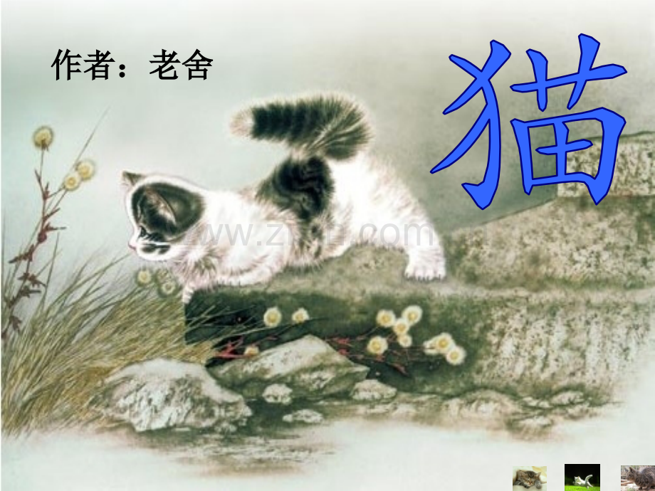 猫时公开课.pptx_第1页