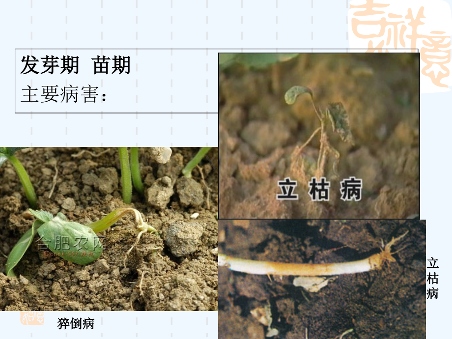 冬瓜主要病害防治.pptx_第2页