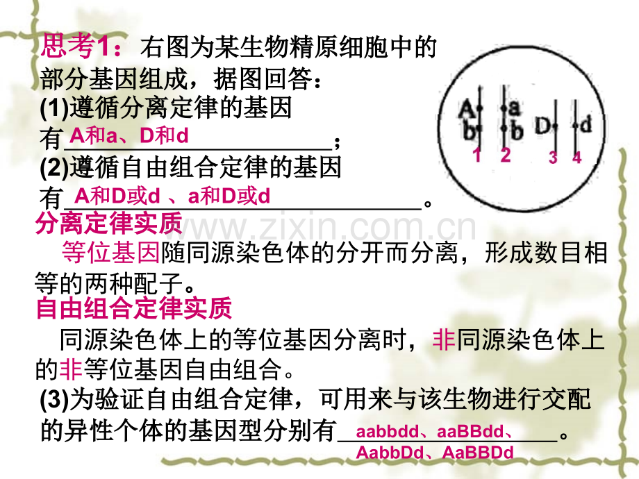 孟德尔定律高三复习.pptx_第2页