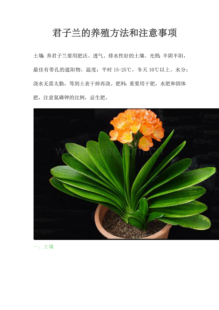 君子兰的养殖方法和注意事项.doc_第1页