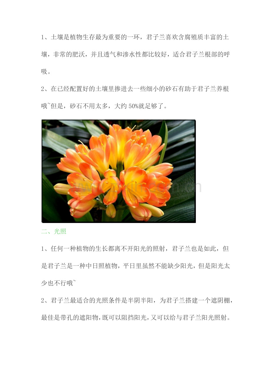 君子兰的养殖方法和注意事项.doc_第2页