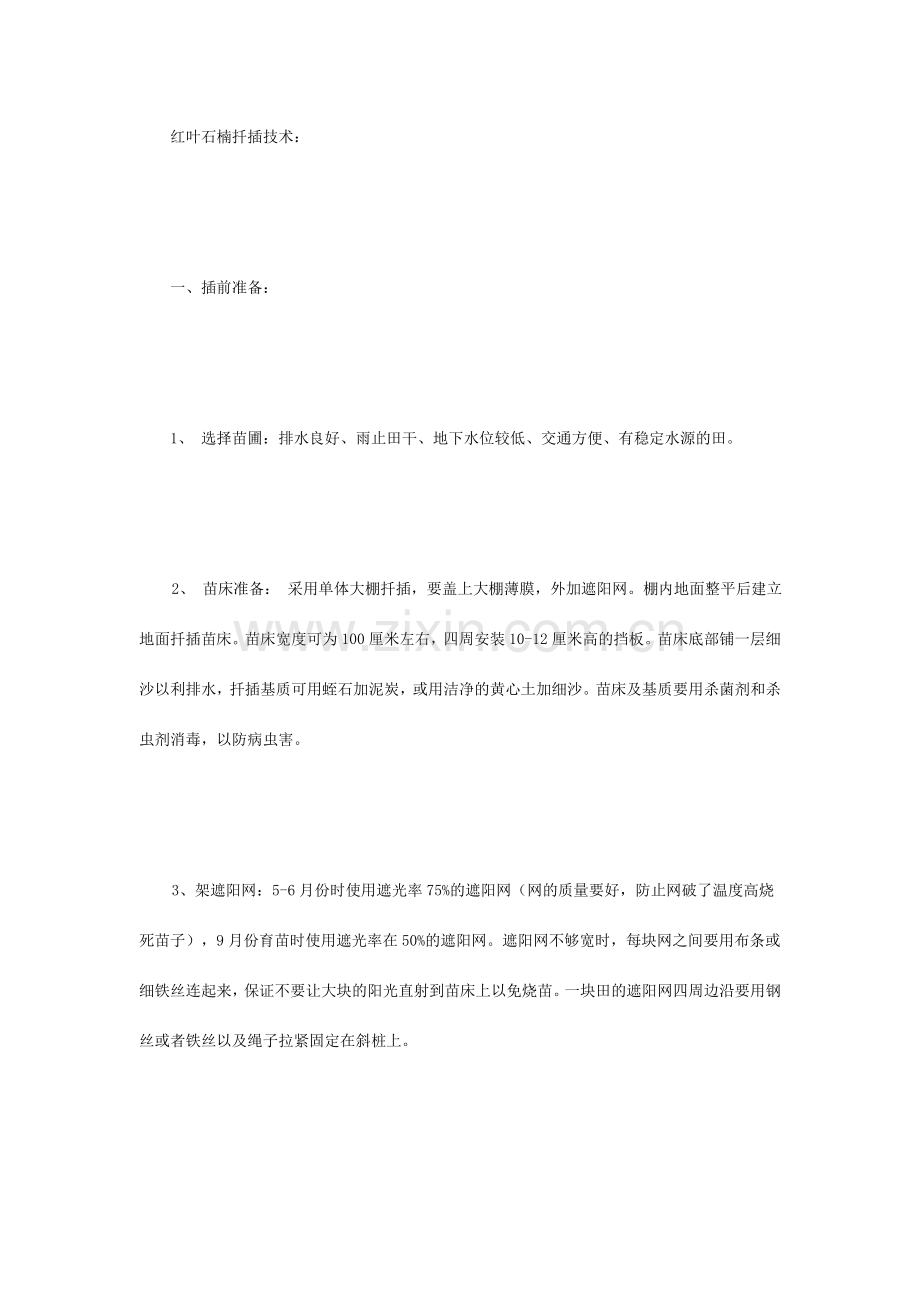 红叶石楠的扦插技术.doc_第1页