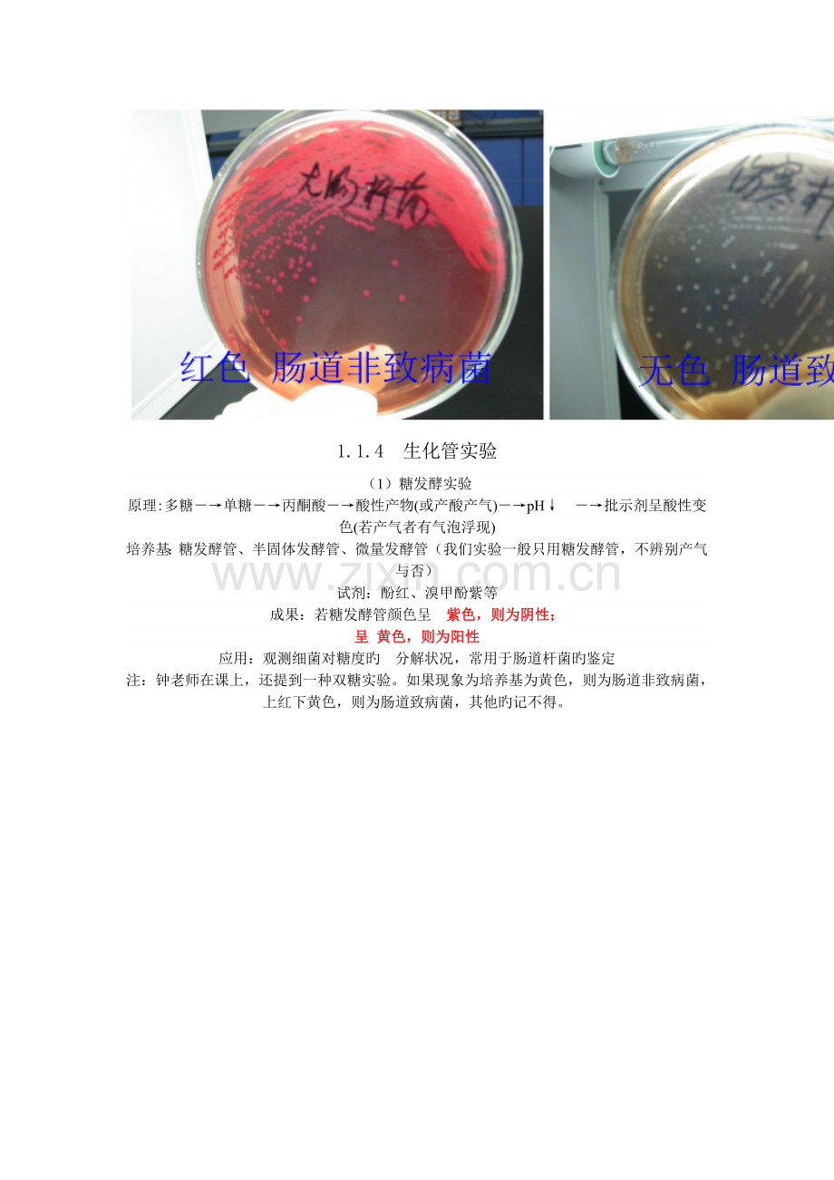 微生物实验考核内容及汇总.doc_第2页