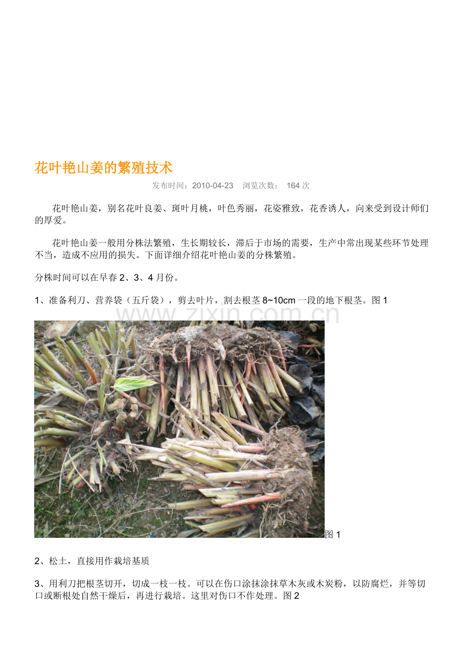 花叶艳山姜的繁殖技术.doc_第1页