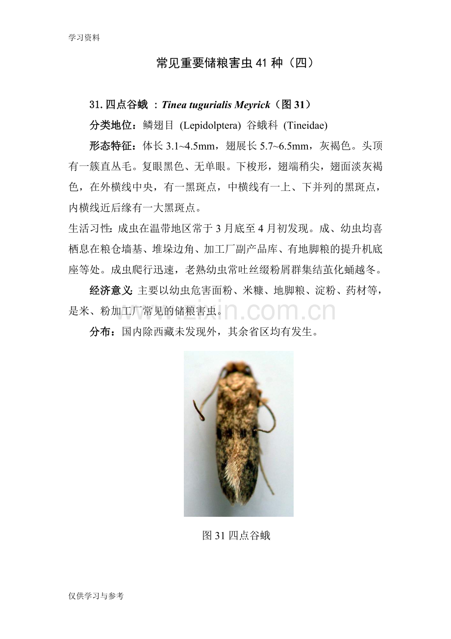 常见重要储粮害虫41种(四)知识讲解.doc_第1页