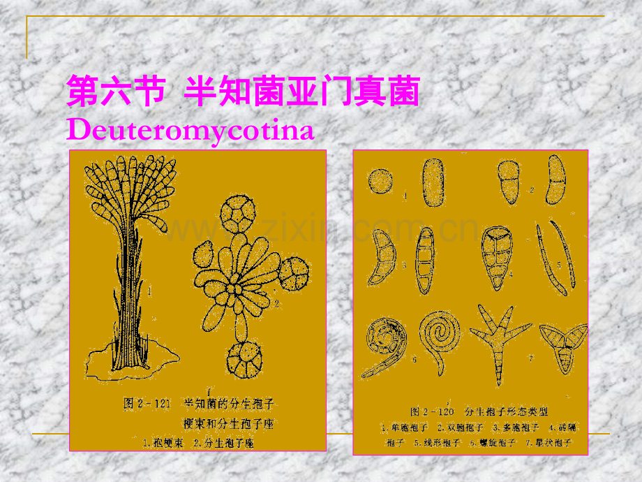 半知菌亚门真菌概述电子教案.ppt_第1页