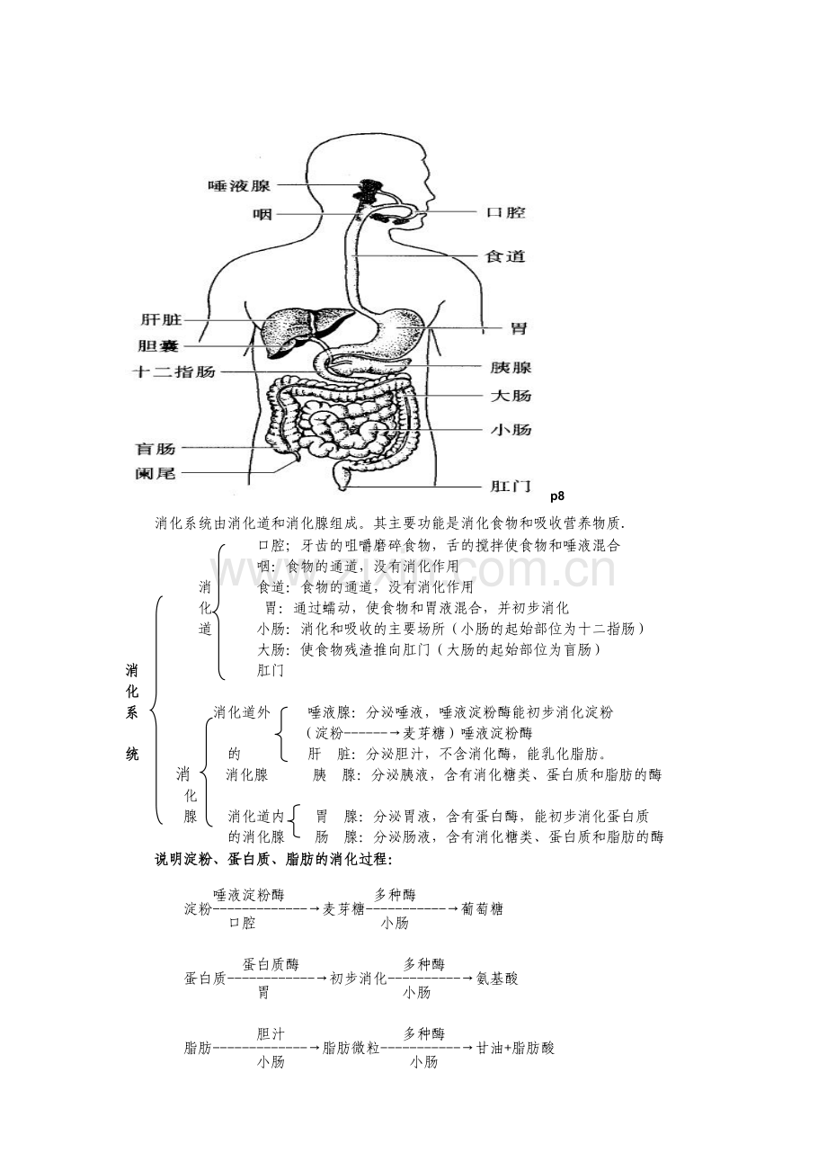 七年级下册生物图资料.doc_第1页