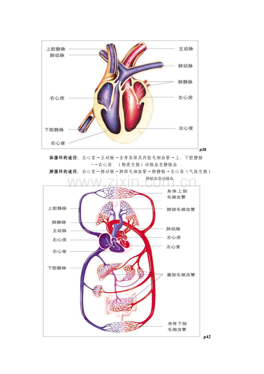 七年级下册生物图资料.doc_第2页