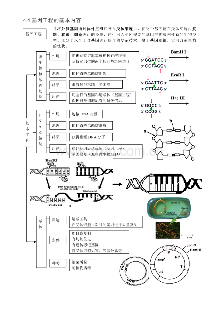 高中生物基因工程学习资料.doc_第1页