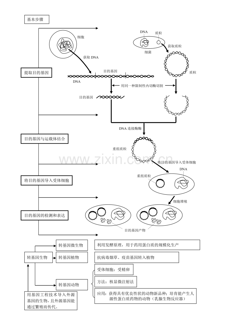 高中生物基因工程学习资料.doc_第2页