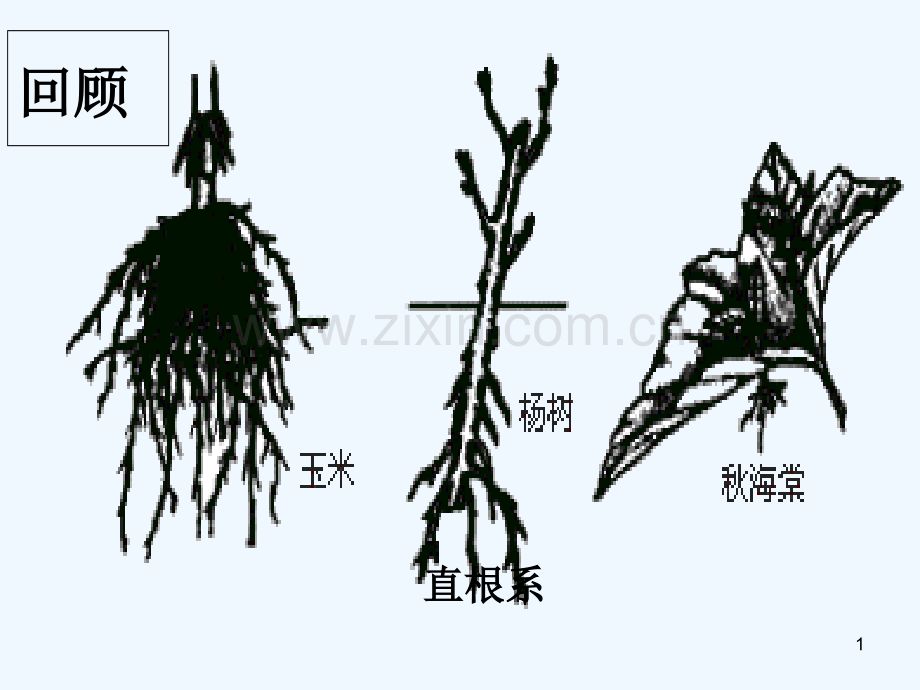 生殖器官的生长-PPT课件.ppt_第1页
