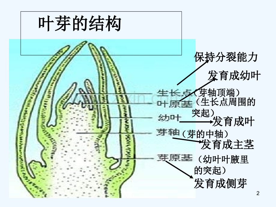 生殖器官的生长-PPT课件.ppt_第2页