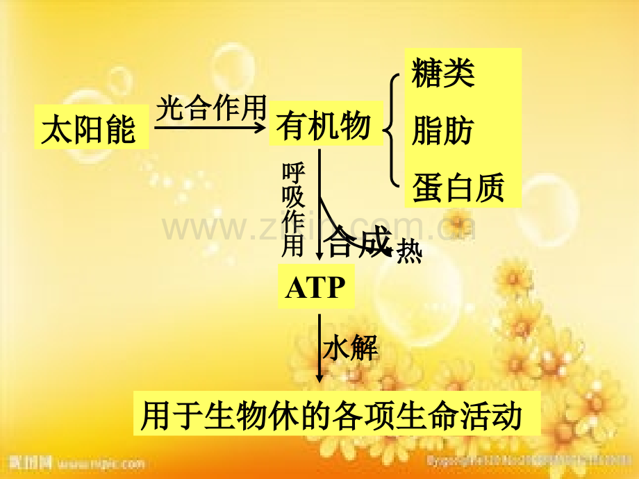 高一生物细胞呼吸与光合作用.ppt_第2页