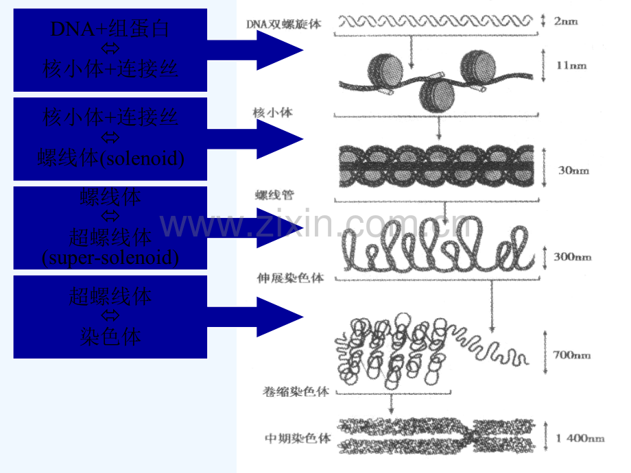 人类染色体疾病的诊断.ppt_第2页