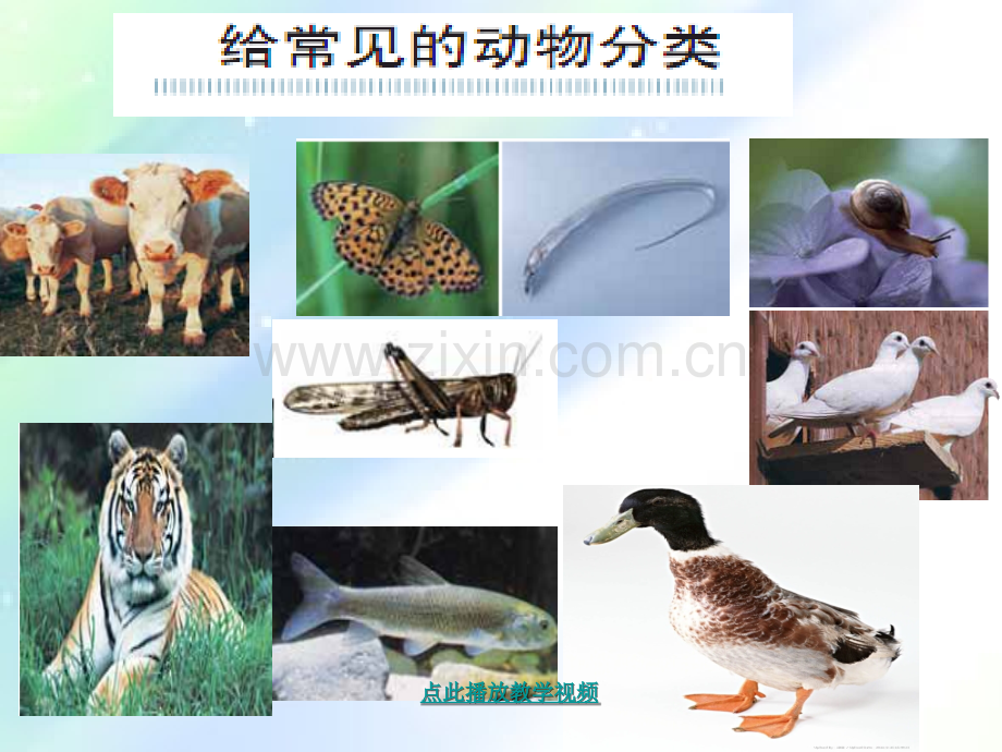教科版科学六年级上册《种类繁多的动物》PPT.ppt_第2页