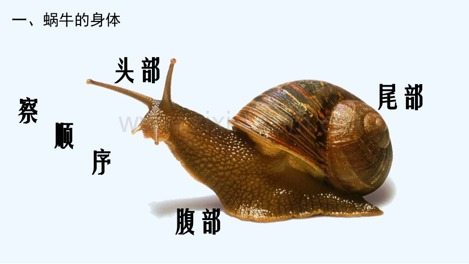 蜗牛视频后的课件-PPT.ppt_第2页