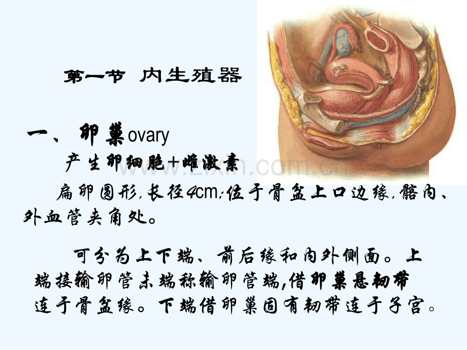 生理学女性生殖系统.pptx_第2页