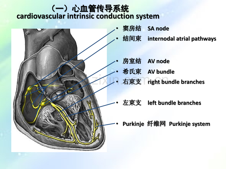 详细的心电图讲解-ECG.ppt_第1页
