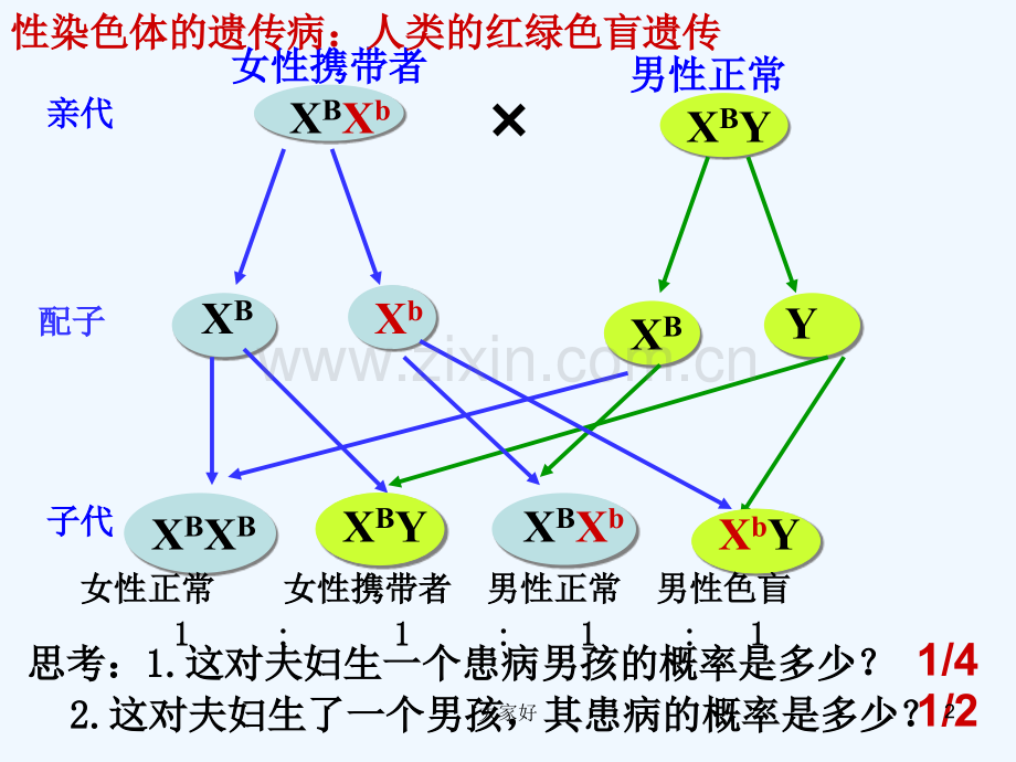 患病男孩与男孩患病概率的计算-PPT.ppt_第2页