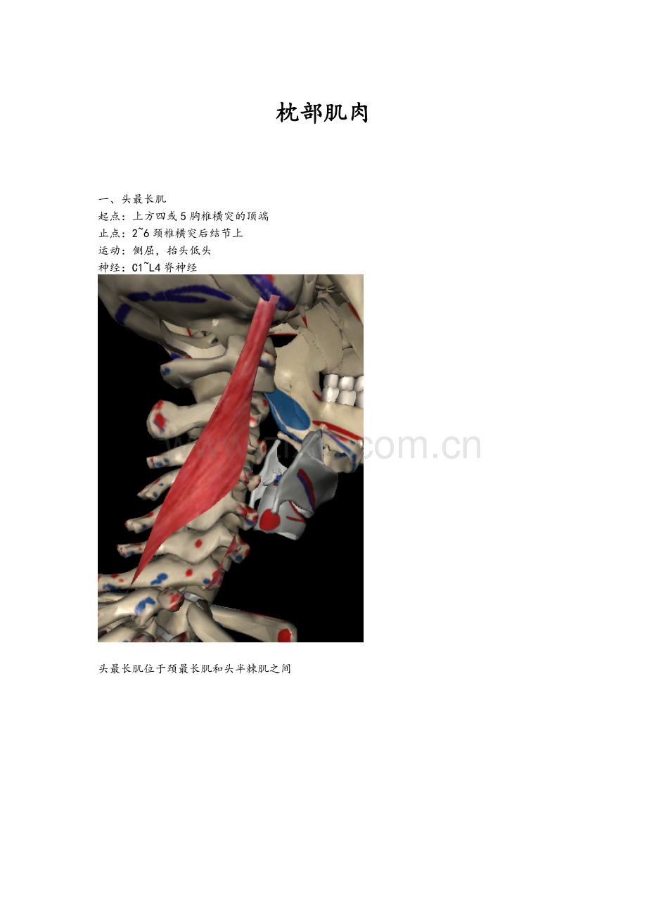 枕部肌肉3D图.doc_第1页