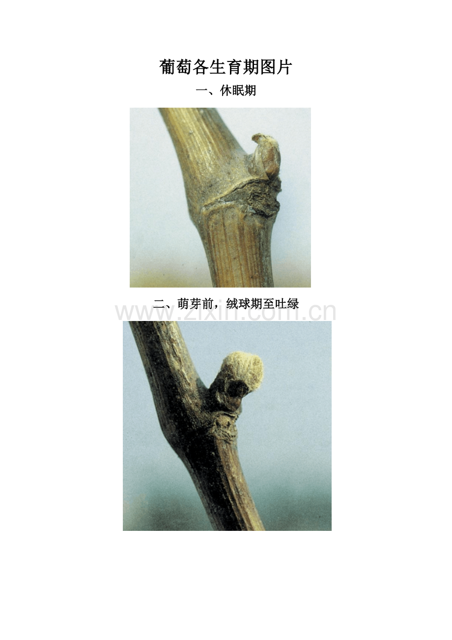 葡萄各生育期图片.doc_第1页