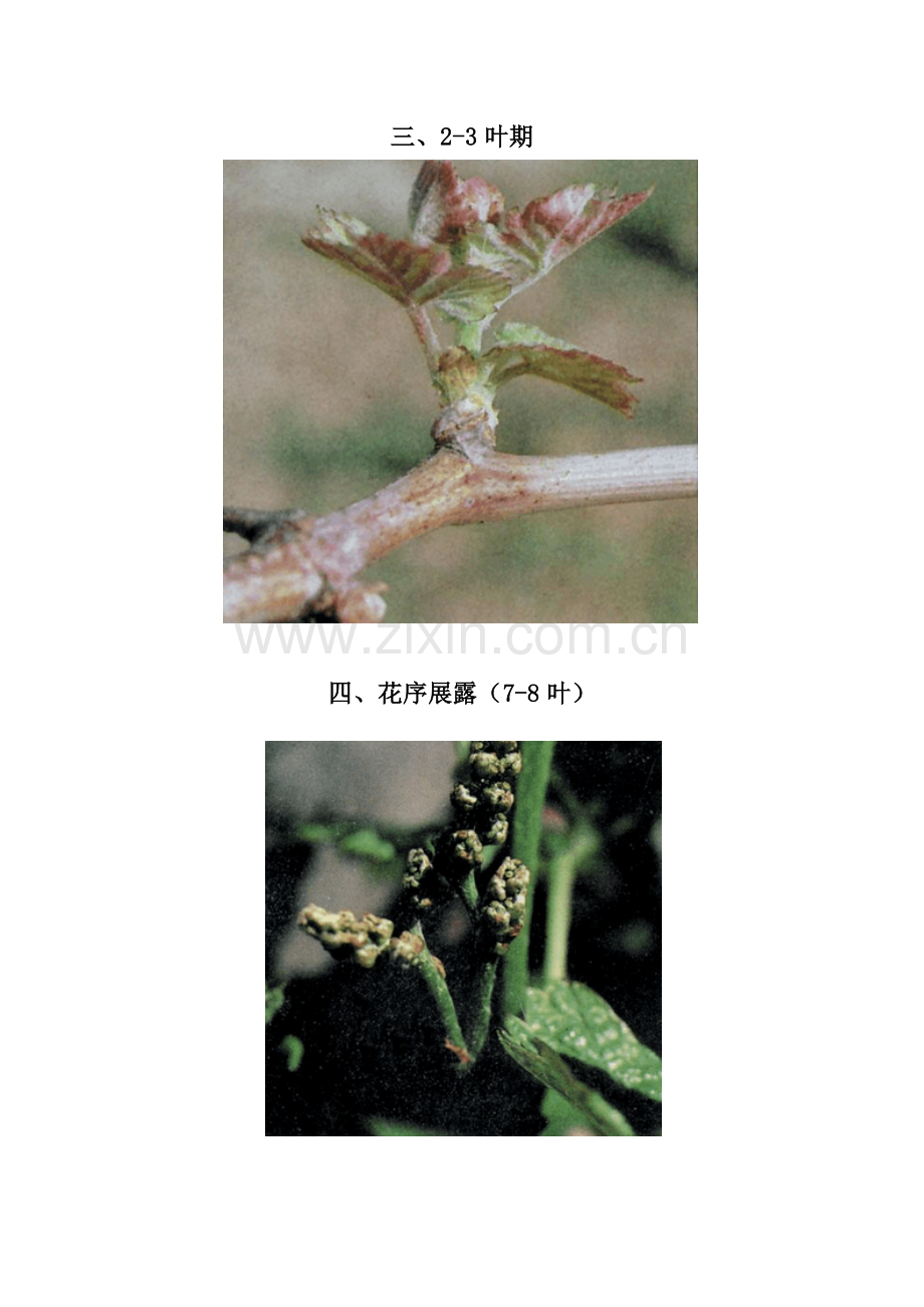 葡萄各生育期图片.doc_第2页