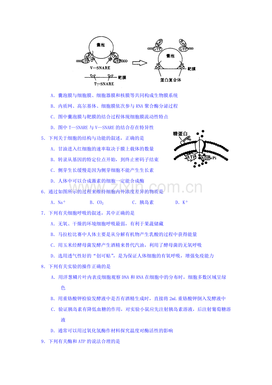 河南省豫南2016届高三生物下册第一次联考试题.doc_第2页