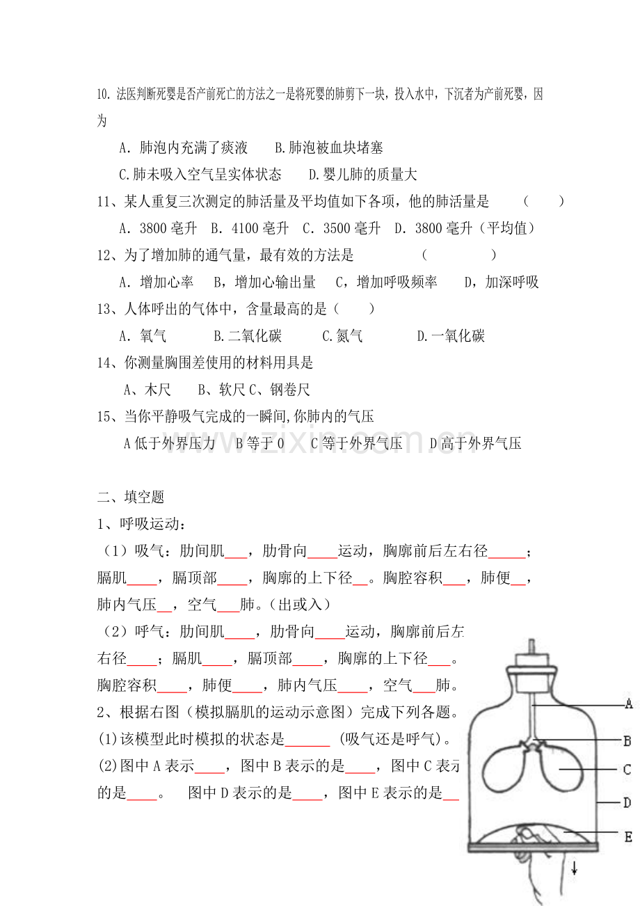 人体的呼吸练习题.doc_第2页