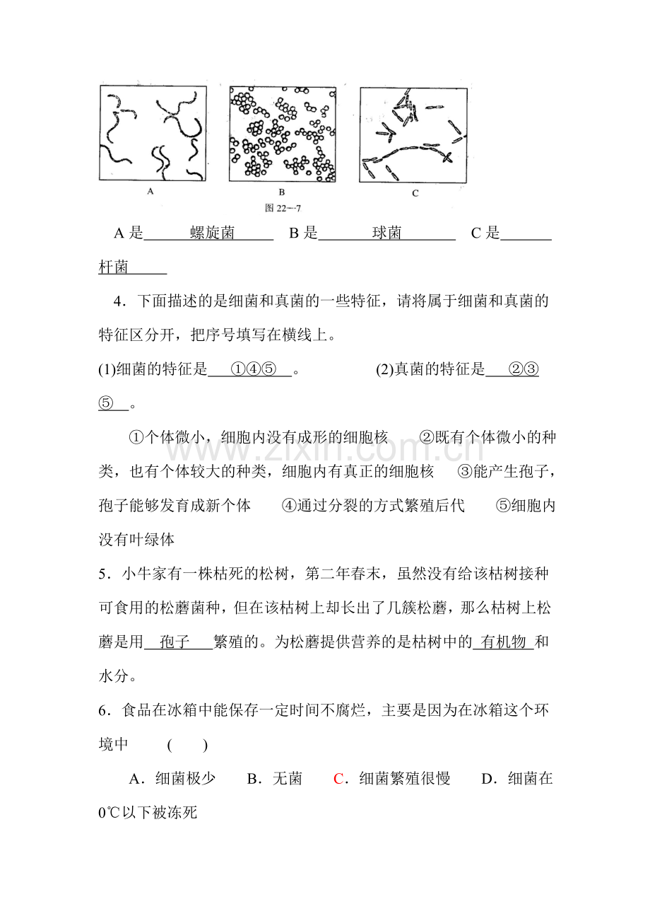 八年级生物细菌真菌和病毒同步练习.doc_第2页