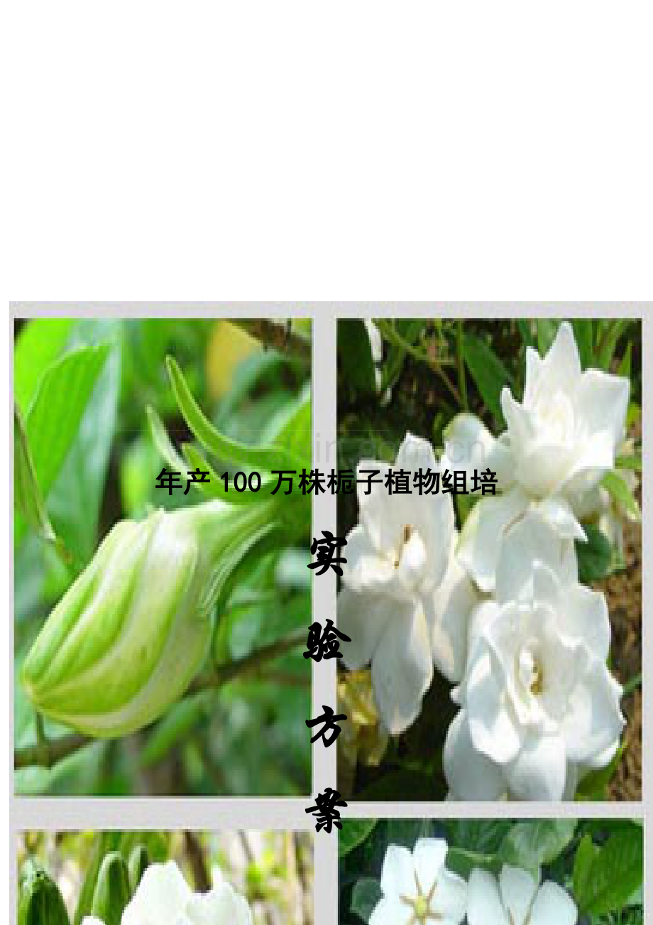 年产100万株组培设计方案.doc_第1页