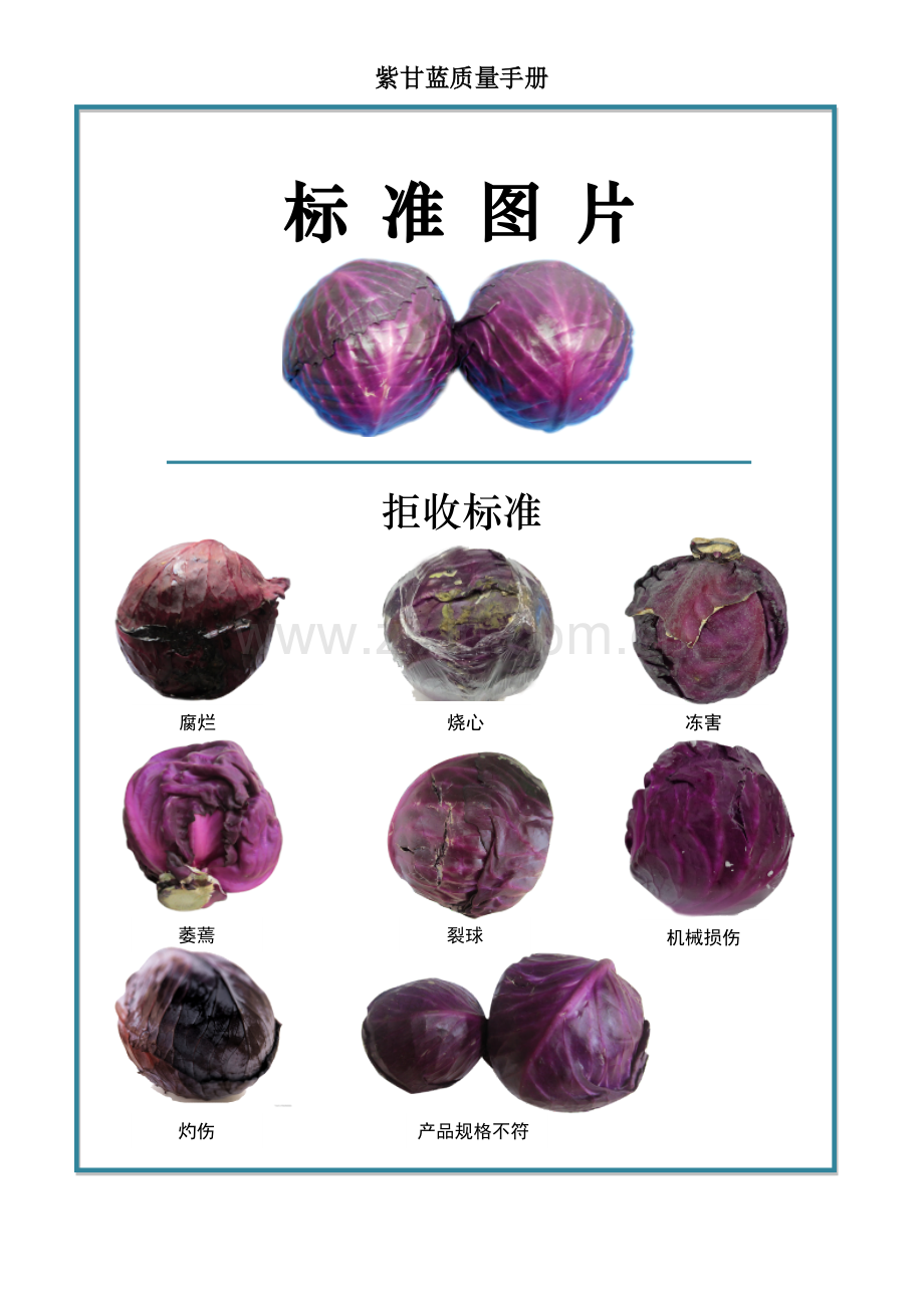 28quality-manual-Purple-cabbage紫甘蓝质量手册验收标准.doc_第2页