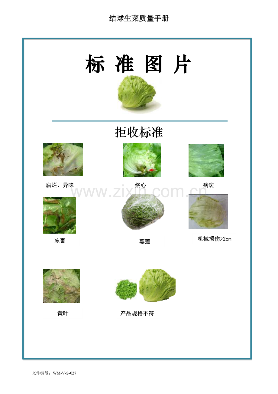 73quality-manual-Chinese-cabbage结球生菜质量手册验收标准.doc_第2页