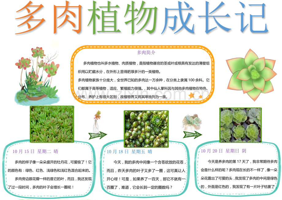 多肉植物成长记手抄报小报word模板.docx_第2页