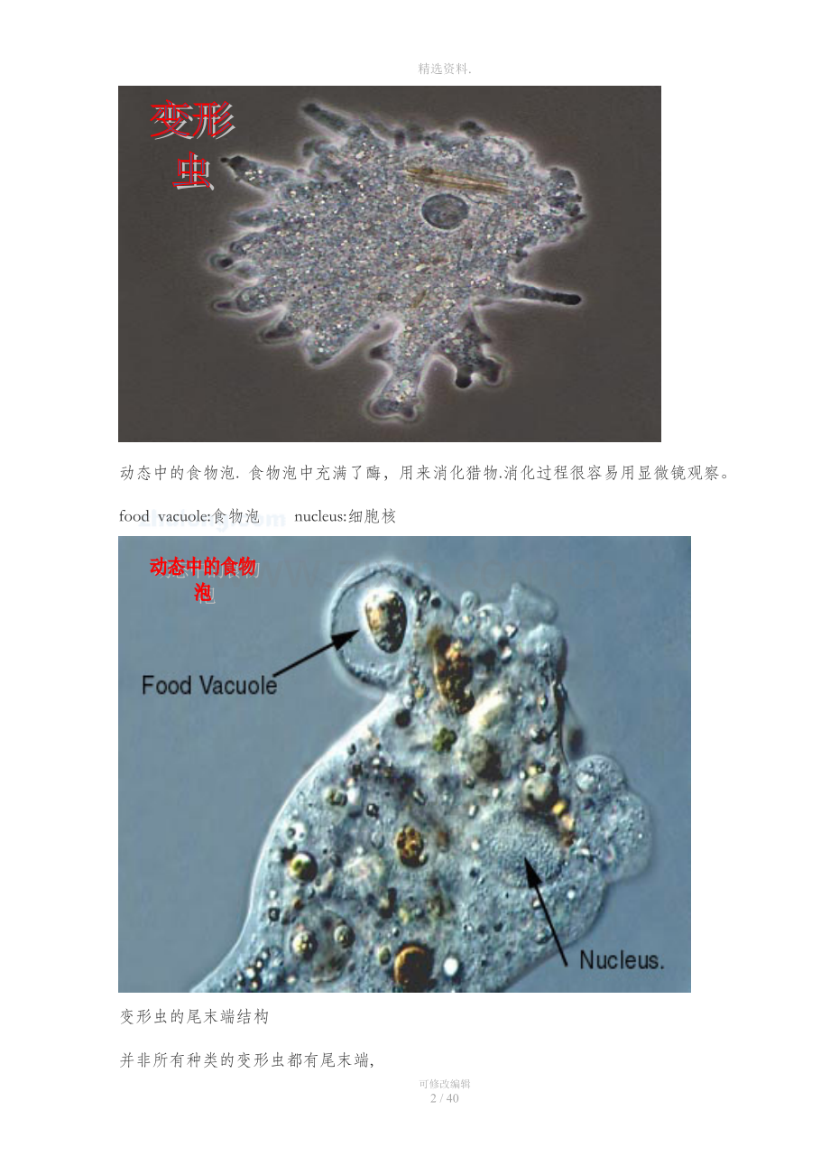 污水生物处理法常见微生物照片及其指示作用高清图片.docx_第2页