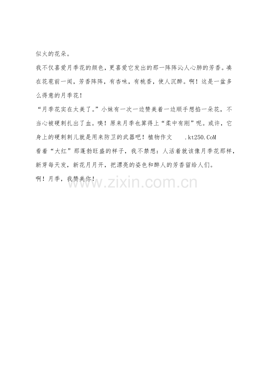 小学生作文月季花.docx_第2页