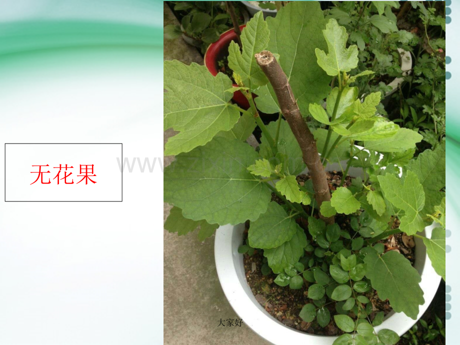 其他植物激素(县公开课).ppt_第2页