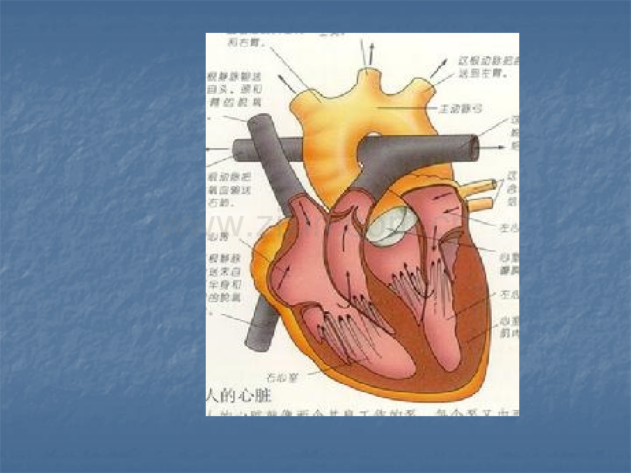 心功能不全及其护理课件.ppt_第1页