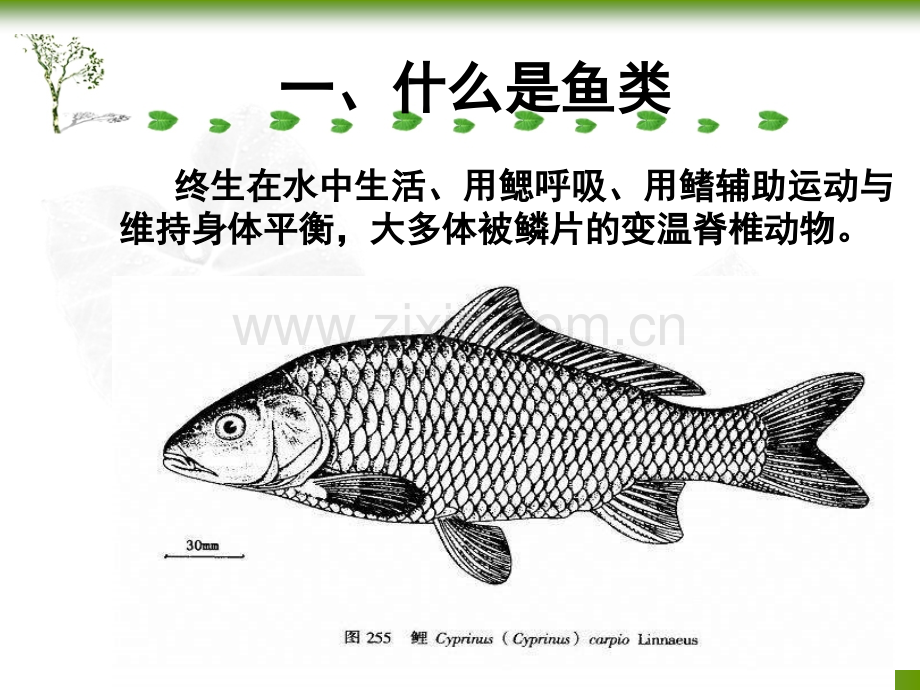 第一章-鱼体的外部形态课件.ppt_第1页