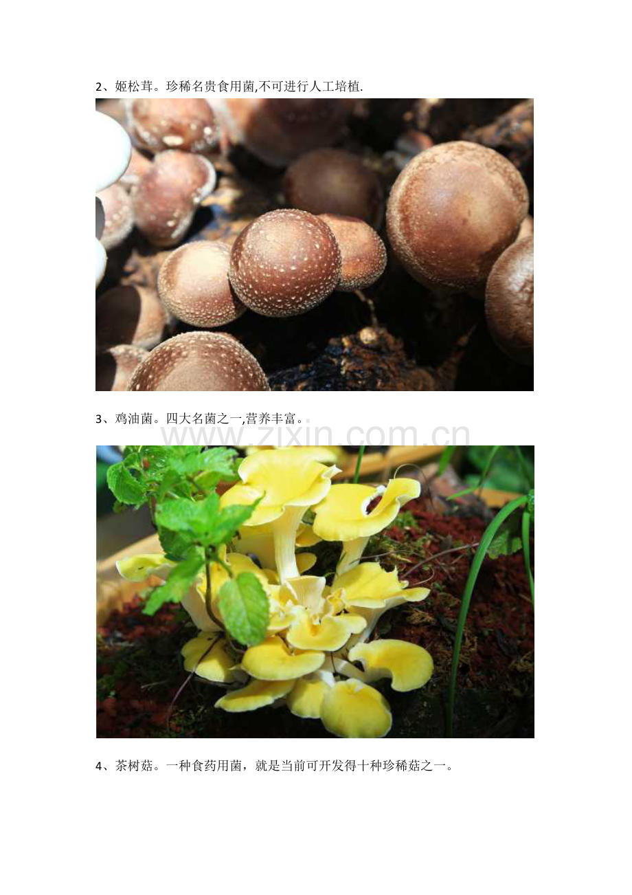 云南人常吃的野生菌品种.doc_第2页