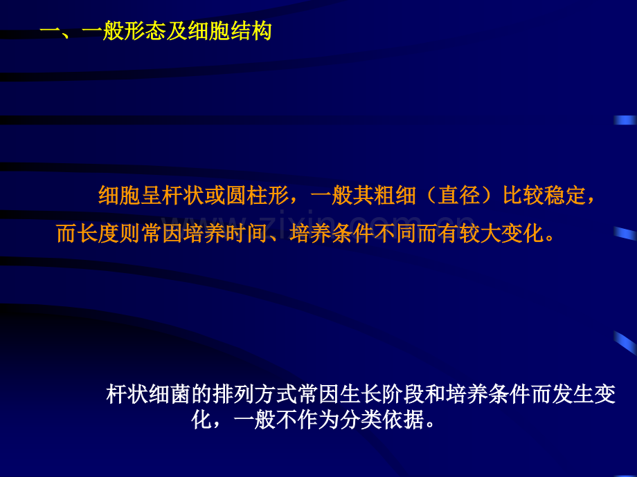 微生物形态.ppt_第2页