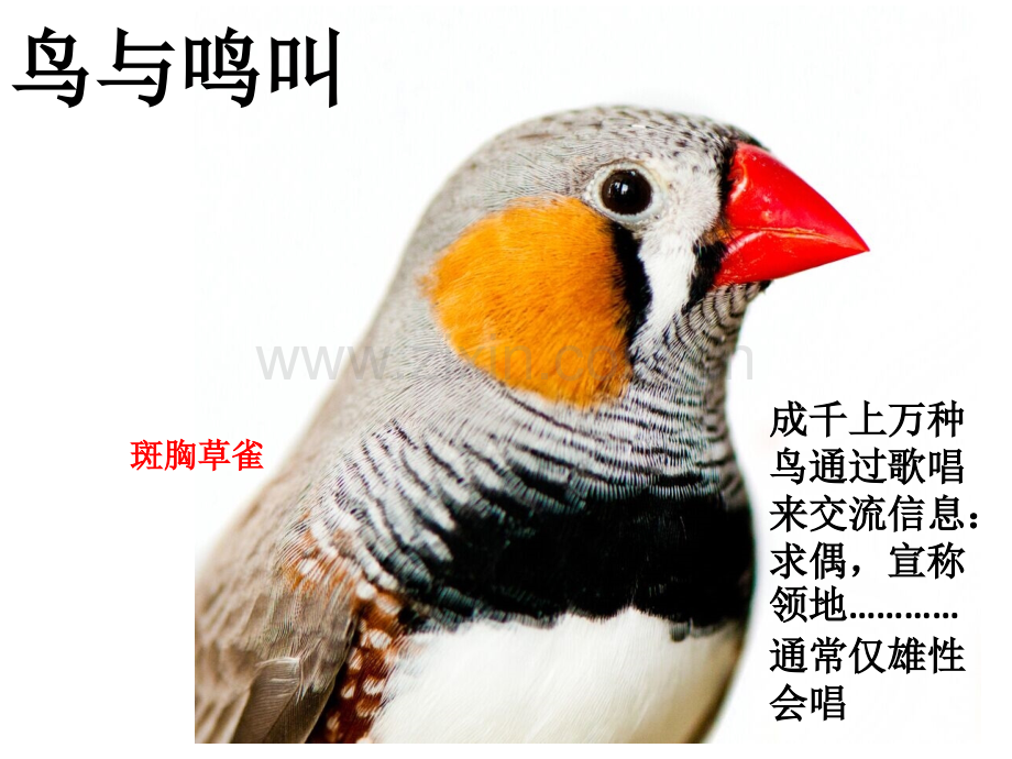 性与大脑课件.pptx_第2页