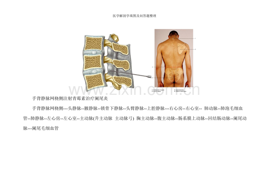 医学解剖学填图及问答题整理.doc_第2页