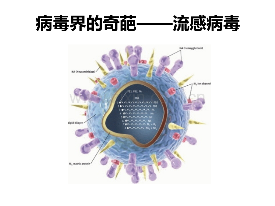 微生物科普讲座.ppt_第1页