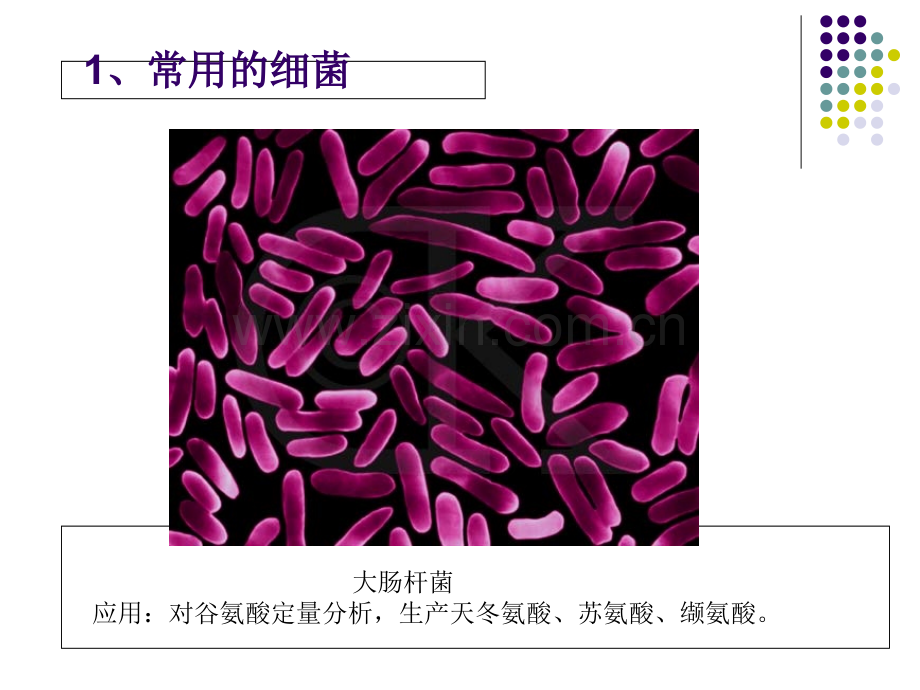 微生物工程工艺原理1.ppt_第2页