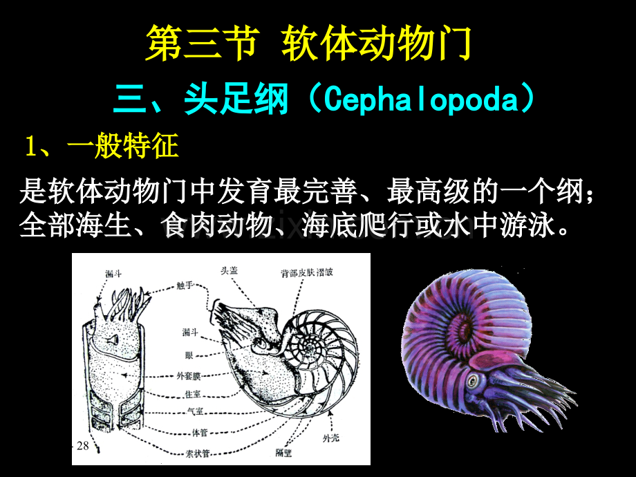 -第4章-头足纲(1学时)课件.ppt_第2页