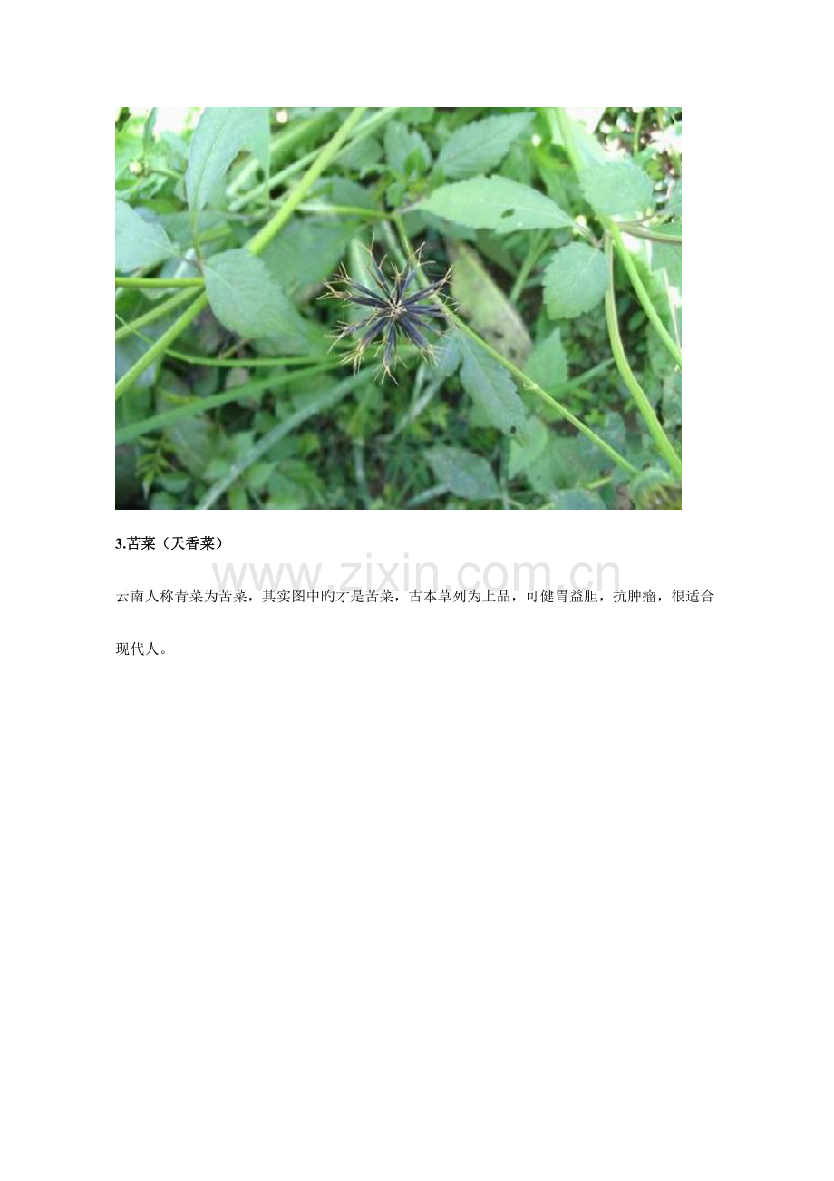 常见60种野生中草药.doc_第2页