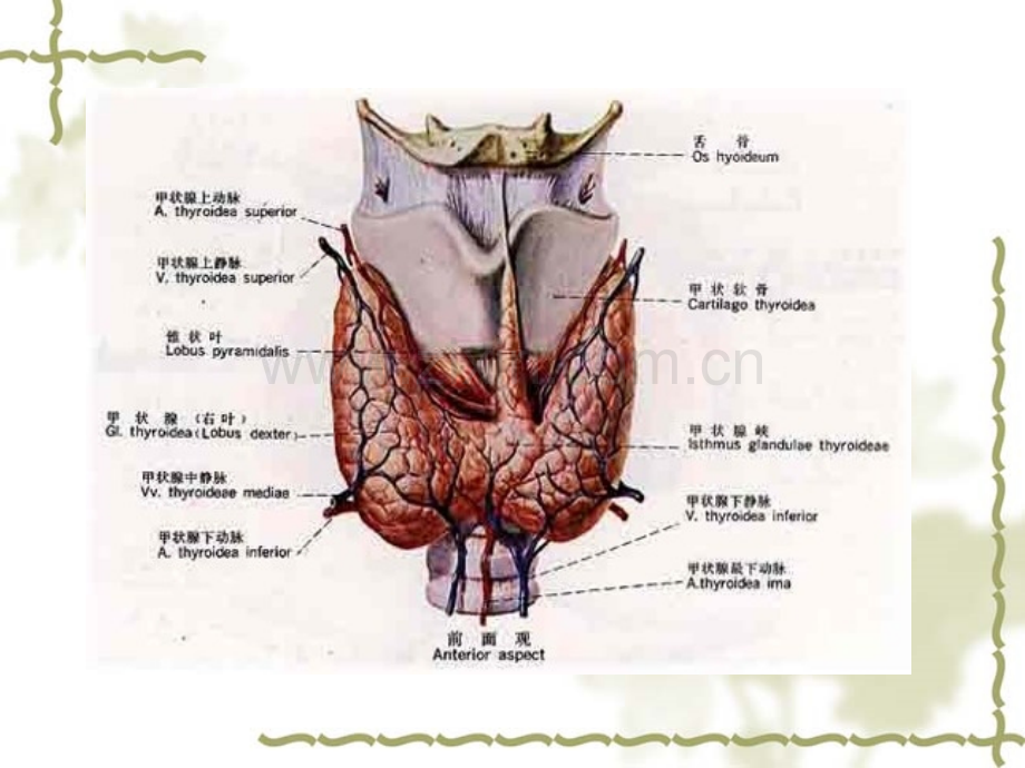 医学甲状腺腔镜手术课件.pptx_第2页