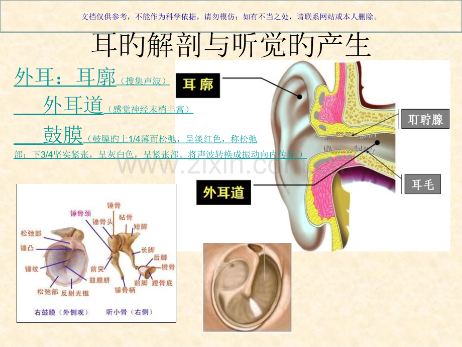 听觉传导通路课件.pptx_第2页