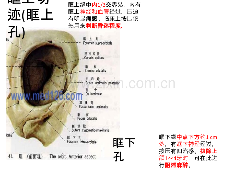 解剖体表标志.pptx_第1页