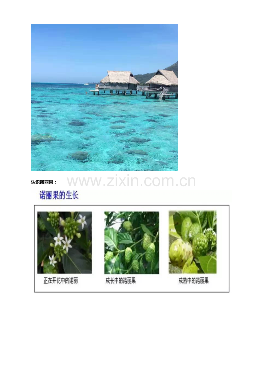 JE皇家诺丽酵素简介.doc_第2页